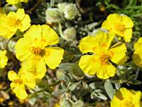 Helianthenum Caput-Felis (fam. Cistacees)(rg mediterraneenne) (04) (Photo F. Mrugala)